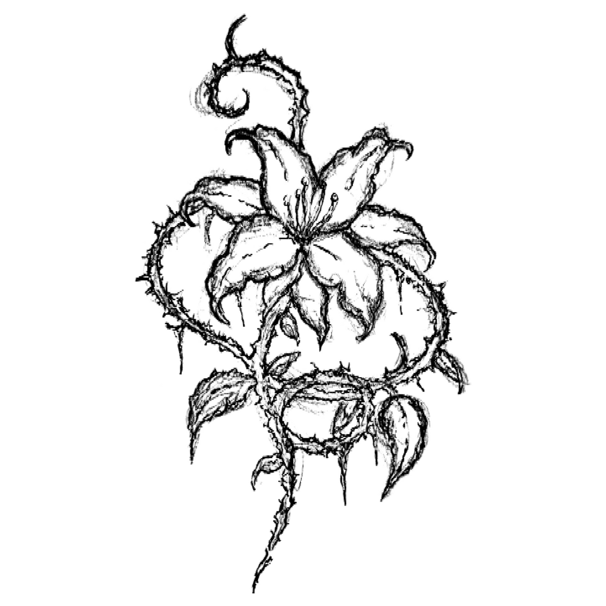 003 Thorned Lily