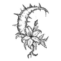 007 Crescent Lily