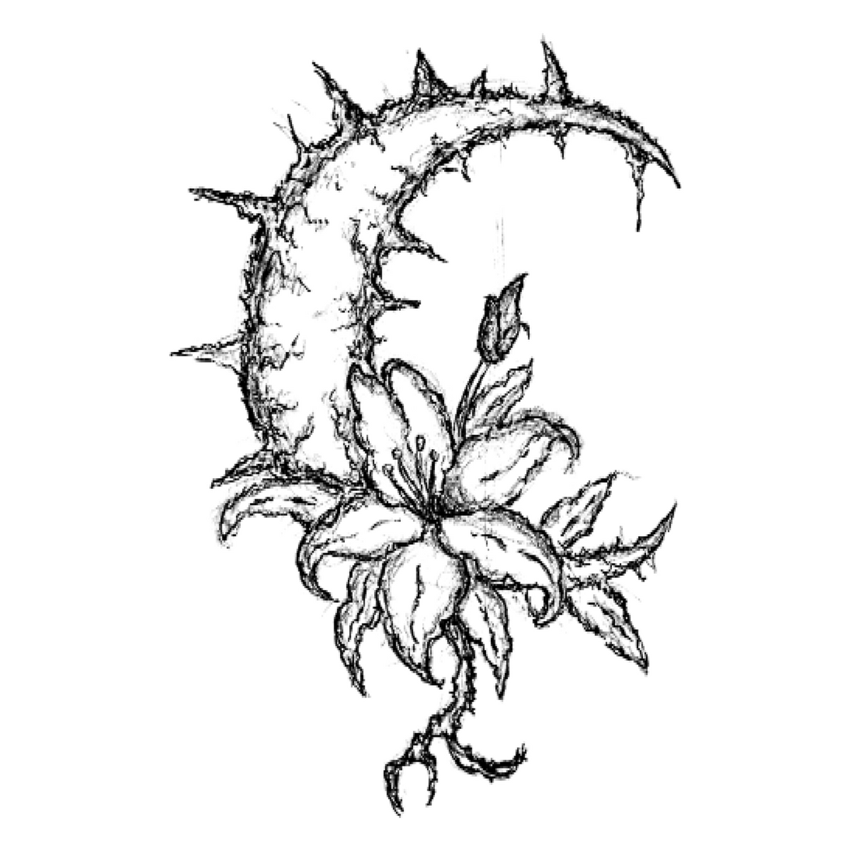 007 Crescent Lily
