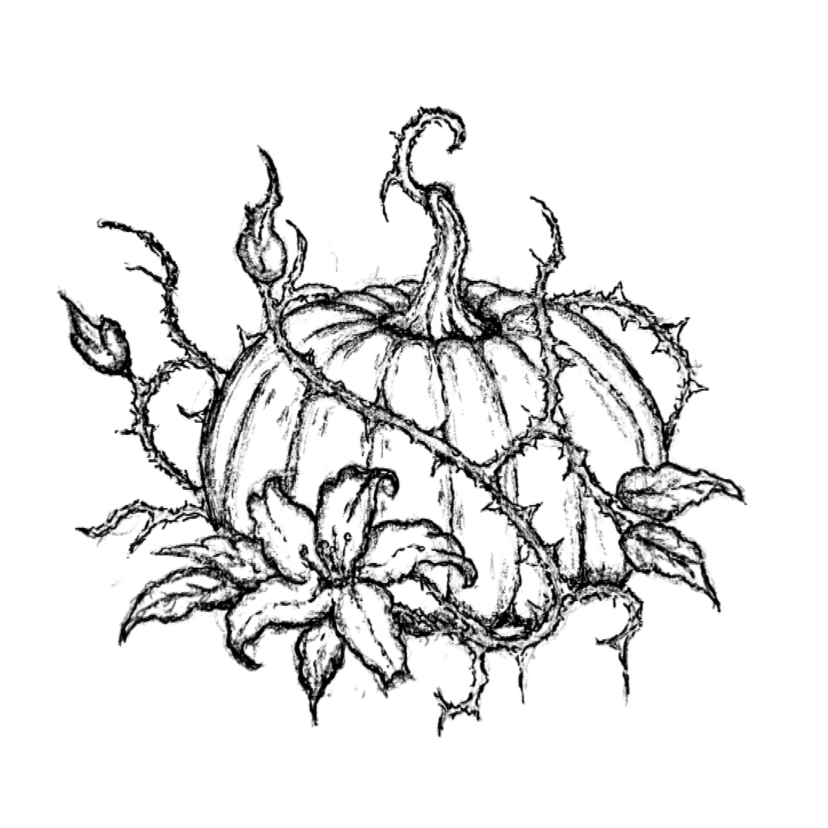 013 Thorned Pumpkin