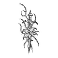 014 Sword Lily